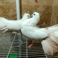 یک جفت کفتر دم چتری|پرنده|مشهد, بلال|دیوار