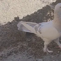 کبوترماده|پرنده|شیراز, سعدیه شمالی|دیوار