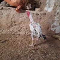 مرغ خروس نوک طوطی اصیل|حیوانات مزرعه|سلامی, |دیوار