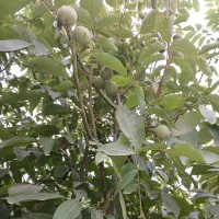 پیش فروش نهال گردو اسراییلی