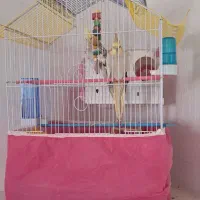 عروس هلندی|پرنده|کوهدشت, |دیوار