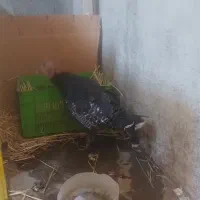 بوقلمون ماده تخم گذار