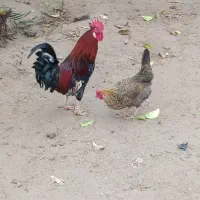 خروس و مرغ تخمگذار