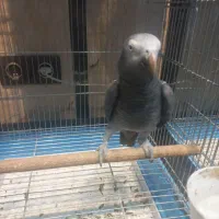 کاسکو
