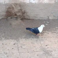 کله سفید ماده