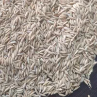 بذر علی کاظمی اعلاء  ۵۰ کیلو