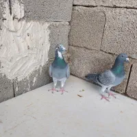 کفتر ماده پلاکی ذات مسافتی|پرنده|کربال, |دیوار