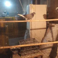 کبوتر پرسی|پرنده|قرچک, پویینک|دیوار