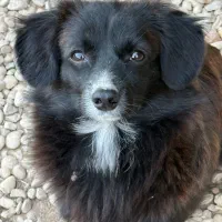 سگ نر ماده|سگ|بندر گناوه, |دیوار