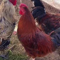 خروس جهت خون کردن