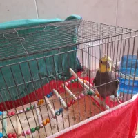 عروس هلندی