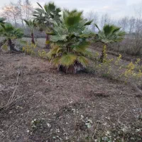 فرش نهال پالم