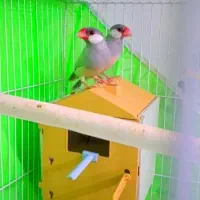 جفت نر ماده نرگس|پرنده|مشهد, کوی دروی|دیوار