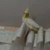 دو عدد عروس هلندی نرو ماده