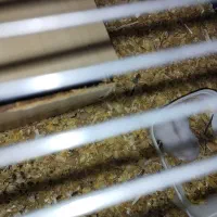 همین های زیبا و آرام .دستی|موش و خرگوش|تهران, والفجر (افسریه)|دیوار