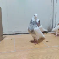 طوقی کرمانشاهی