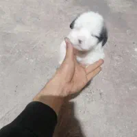 پامر اشپیتز نر|سگ|رشت, احمد گوراب|دیوار