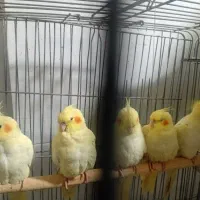 عرس هلندی لوتینو ۴ماهه