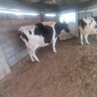 فروش گاو شیری|حیوانات مزرعه|میمند, |دیوار