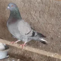 کبوتر غریب گیری