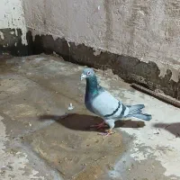 پرنده کفتر ۳ عدد جفتگاه قلدر پرشی المانی رنگه ساده|پرنده|مشهد, کشف|دیوار