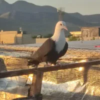 کفتر کبوتر