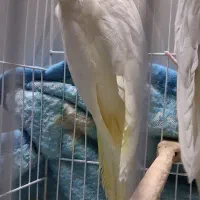 عروس هلندی ماده