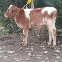 گوساله نر  گاو|حیوانات مزرعه|رشت, نظری|دیوار