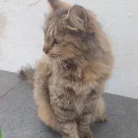 گربه سیبرین|گربه|لنگرود, |دیوار