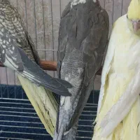 عروس هلندی جوجه عروس هلندی بالغ