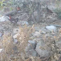 مرغ و خروس|حیوانات مزرعه|فولادشهر, زاینده رود|دیوار