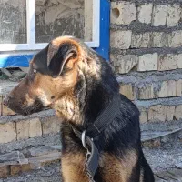 سگ نگهبان|سگ|چناران, |دیوار