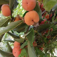 به-نام-خالق-هستی-یک-باغچه-در-محمودیه-چمران-188متر