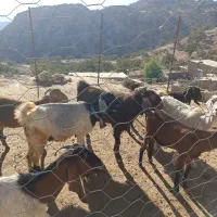 نه راس بز یک راس پازن