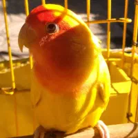 طوطی برزیلی|پرنده|اسلامشهر, شهرک محمدیه|دیوار