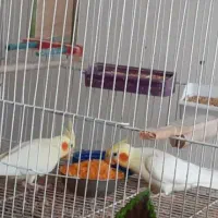 پرنده طوطی عروس