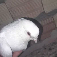 کبوتر قرمز گوز