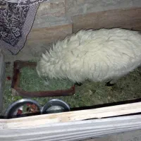 گوسفند بر ماده|حیوانات مزرعه|سراوان, |دیوار