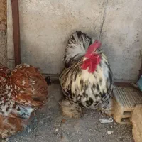 مرغ و خروس کوشین