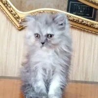 توله پرشین فلت گوگولی