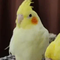گم شده