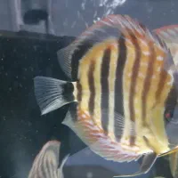 ماهی دیسکس|ماهی|تهران, اقدسیه|دیوار