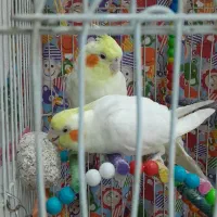 پرنده عروس هلندی