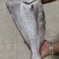 ماهی و میگو کیفرگیر (جنوب سابق )|خدمات پذیرایی، مراسم|شیراز, گلکوب|دیوار