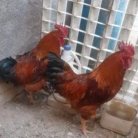 خروس محلی