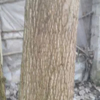 فروش چوب صنوبر