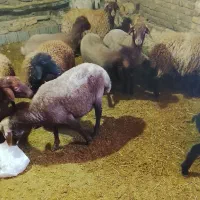 16 عدد کاور و بره