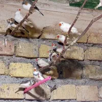 فنج|پرنده|یزد, |دیوار