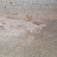 باسلام یک عدد مرغ تخم گذار