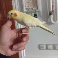 عروس هلندی|پرنده|رزن, |دیوار